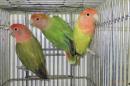 IN-4276　コザクラインコ・オパーリン　若