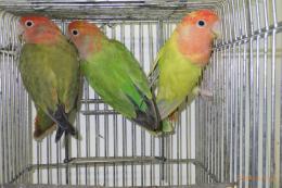 IN-4276　コザクラインコ・オパーリン　若
