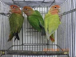 IN-4276　コザクラインコ・オパーリン　若