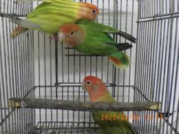 IN-4276　コザクラインコ・オパーリン　若