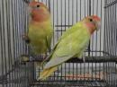 IN-4277　コザクラインコ・オパーリン　若