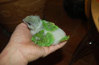 IN-880 セネガルパロット 雛 | キットウココ ペット部