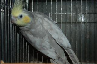 IN-1337 メスと思って飼育していたオカメインコ