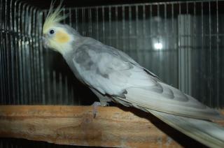 IN-1337 メスと思って飼育していたオカメインコ