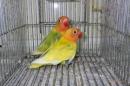 IN-3936　ヤマブキボタンインコの若