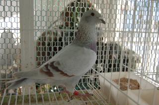 鳩 Pigeon Auction - ☆飼育中止☆種鳩処分☆ 日本鳩レース協会作