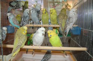 IN-428 ブライアン系のジャンボセキセイ20ペア入荷 | キットウココ