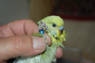 レア☆コンコンブル☆文鳥鯉のぼり☆インコのお雛様、文鳥の