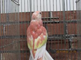 In 3314 アキクサインコ ルビー 雌 キットウココ ペット部 In 3314 アキクサインコ ルビー 雌 キットウココ ペット部