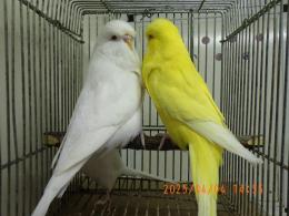 IN-4279　ジャンボセキセインコ・オスのみ
