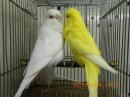 IN-4279　ジャンボセキセインコ・オスのみ