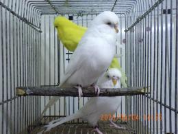 IN-4279　ジャンボセキセインコ・オスのみ