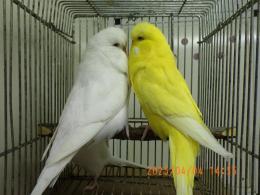 IN-4279　ジャンボセキセインコ・オスのみ