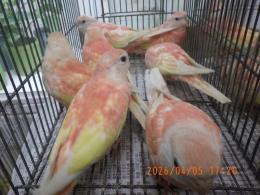 IN-4437　アキクサインコ・ルビノー　挿餌上がり