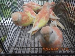 IN-4437　アキクサインコ・ルビノー　挿餌上がり