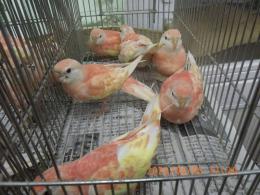 IN-4437　アキクサインコ・ルビノー　挿餌上がり