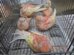 IN-4437　アキクサインコ・ルビノー　挿餌上がり