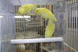 IN-4438　マメルリハ・アメリカンイエロー　若