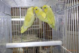 IN-4438　マメルリハ・アメリカンイエロー　若