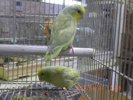 IN-4439　マメルリハ・・・・・・・若