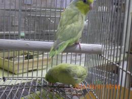 IN-4439　マメルリハ・・・・・・・若