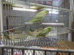 IN-4439　マメルリハ・・・・・・・若