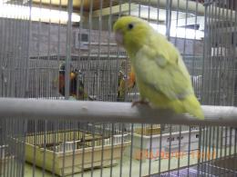 IN-4439　マメルリハ・・・・・・・若