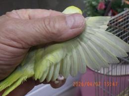 IN-4439　マメルリハ・・・・・・・若