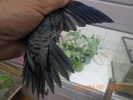 IN-4441　サザナミインコ・コバルトブルーの雌????