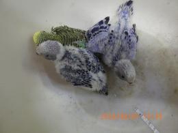 IN-4443　セキセイインコの雛　挿し餌中