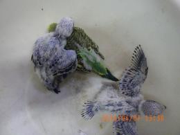 IN-4443　セキセイインコの雛　挿し餌中