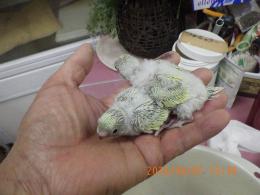 IN-4444　セキセイインコの雛　挿し餌中　綺麗なパステルグリーン