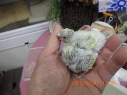 IN-4444　セキセイインコの雛　挿し餌中　綺麗なパステルグリーン