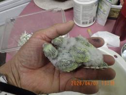 IN-4444　セキセイインコの雛　挿し餌中　綺麗なパステルグリーン