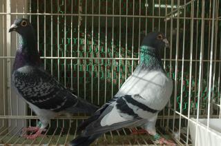 ラリック フィギュリン ○ 小鳥 ハト 鳩 置物 オブジェ フロステッド クリスタル - アンティーク ヴィンテージの高級クリスタル  陶磁器｜グラスクラシック