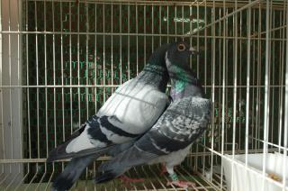 HT-472 レース鳩 雄雌で | キットウココ ペット部