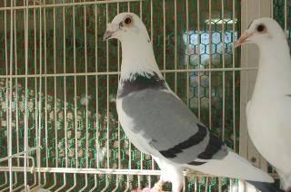 ハト 置物 鳩 陶磁器 日本製 White Dove by Andrea 現状品 2025年最新