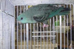 IN-4440　サザナミインコ・コバルトブルーの♂