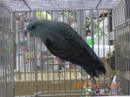 IN-4440　サザナミインコ・コバルトブルーの♂