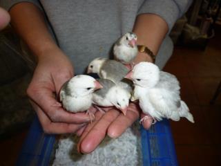 Kot 1525 弥富産白文鳥の雛 キットウココ ペット部