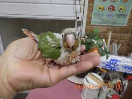 IN-4426　アカオウロコインコのパイナップル　雛