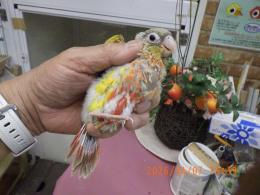 IN-4426　アカオウロコインコのパイナップル　雛