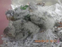 IN-4426　アカオウロコインコのパイナップル　雛