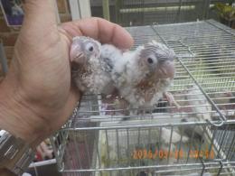 IN-4426　アカオウロコインコのパイナップル　雛