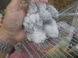 IN-4426　アカオウロコインコのパイナップル　雛