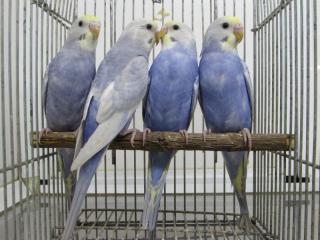 IN-2599 セキセイインコ・良質のレインボー 若雄雌で