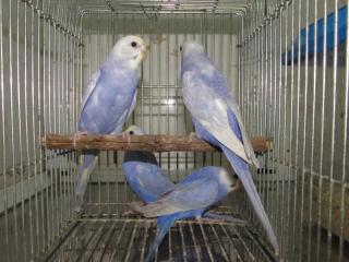 IN-2599 セキセイインコ・良質のレインボー 若雄雌で