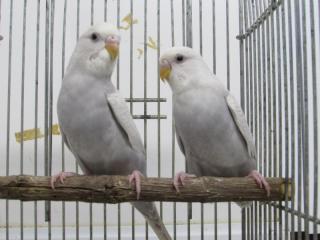 IN-2600 セキセイインコ・ウイング若1羽の価格 | キットウココ ペット部