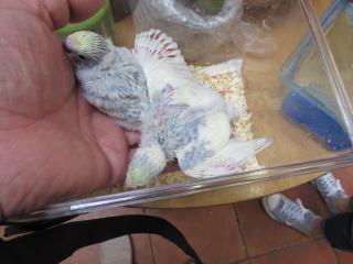 IN-2192 綺麗なセキセイインコの雛 | キットウココ ペット部