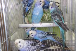 IN-4445　25年物セキセイインコ　ブルー系雄雌4ペア